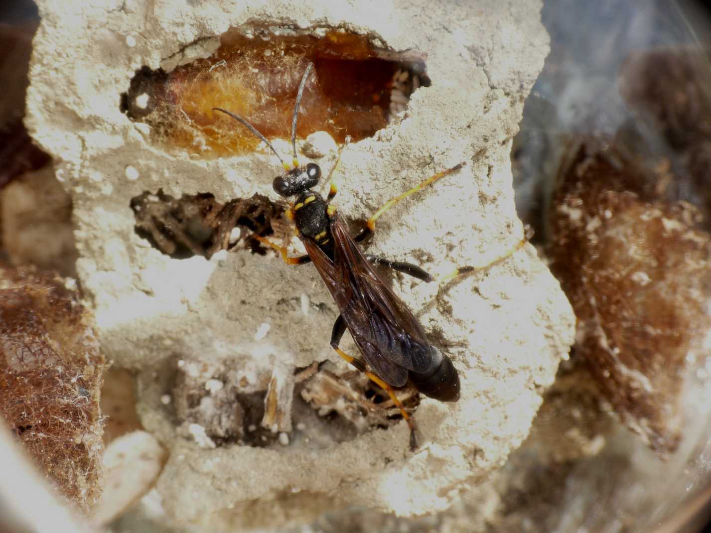 Chi la fa l''aspetti... Sceliphron vs Acroricnus